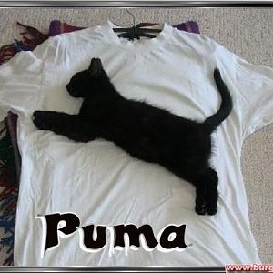 Püüüüma